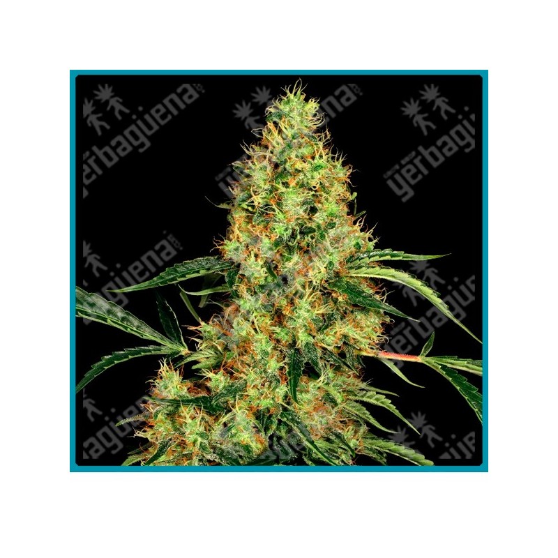 Mexican sativa regular ( variedad Mejicana x Durban ) de Sensi seeds