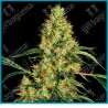 Mexican sativa regular ( variedad Mejicana x Durban ) de Sensi seeds