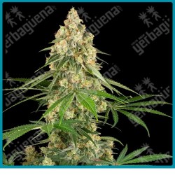 Sticky Orange XXL ( Screwdriver OG x California Indica ) x ( Gorilla Glue x Maple Leaf Indica ) de Sensi seeds