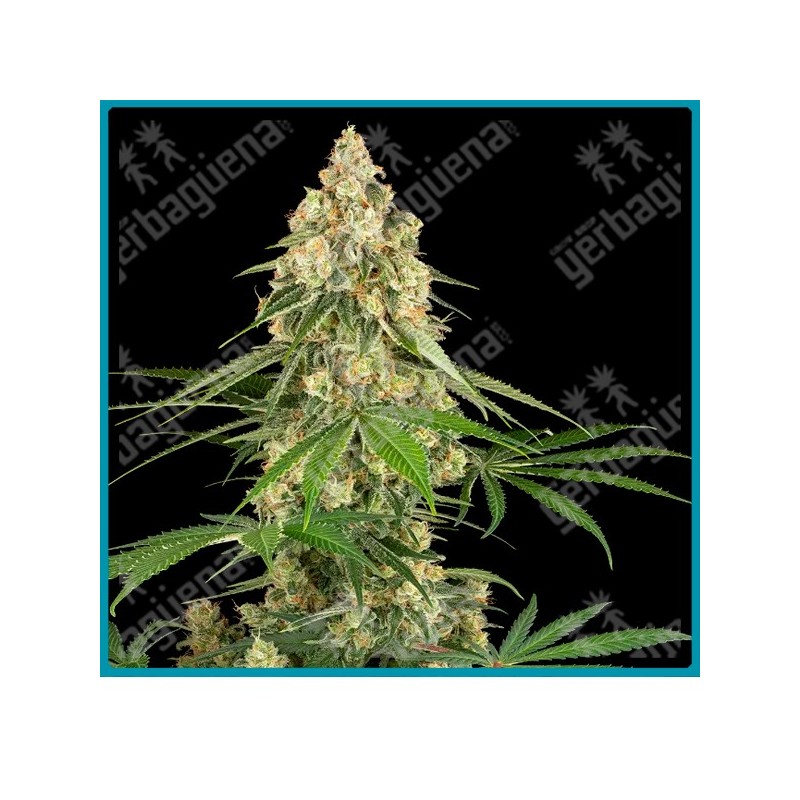 Sticky Orange XXL ( Screwdriver OG x California Indica ) x ( Gorilla Glue x Maple Leaf Indica ) de Sensi seeds