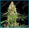 Sticky Orange XXL ( Screwdriver OG x California Indica ) x ( Gorilla Glue x Maple Leaf Indica ) de Sensi seeds