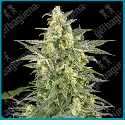 Mighty dwarf automatica ( Sunset Peach x Purple Pickle Auto ) de White label