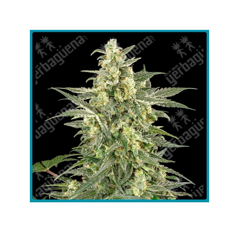 Mighty dwarf automatica ( Sunset Peach x Purple Pickle Auto ) de White label