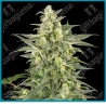 Mighty dwarf automatica ( Sunset Peach x Purple Pickle Auto ) de White label